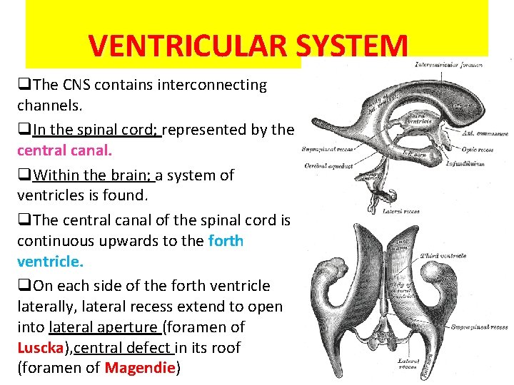 VENTRICULAR SYSTEM q. The CNS contains interconnecting channels. q. In the spinal cord; represented