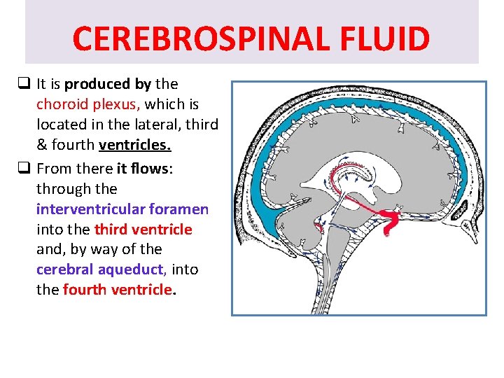 CEREBROSPINAL FLUID q It is produced by the choroid plexus, which is located in