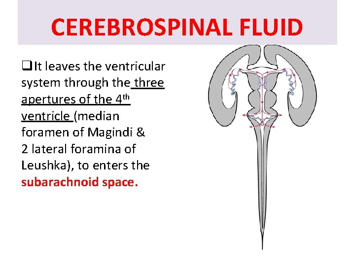 CEREBROSPINAL FLUID q. It leaves the ventricular system through the three apertures of the