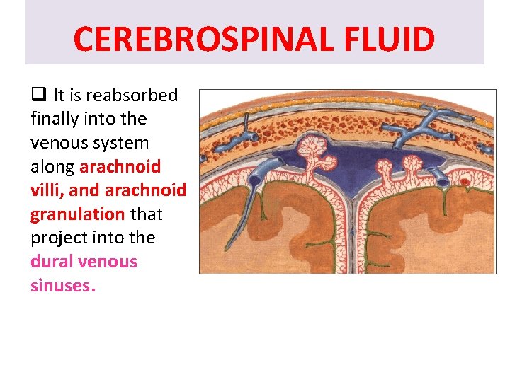 CEREBROSPINAL FLUID q It is reabsorbed finally into the venous system along arachnoid villi,