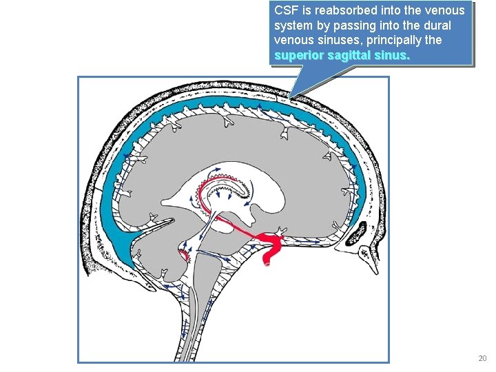 CSF is reabsorbed into the venous system by passing into the dural venous sinuses,