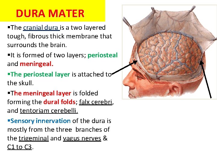 DURA MATER §The cranial dura is a two layered tough, fibrous thick membrane that
