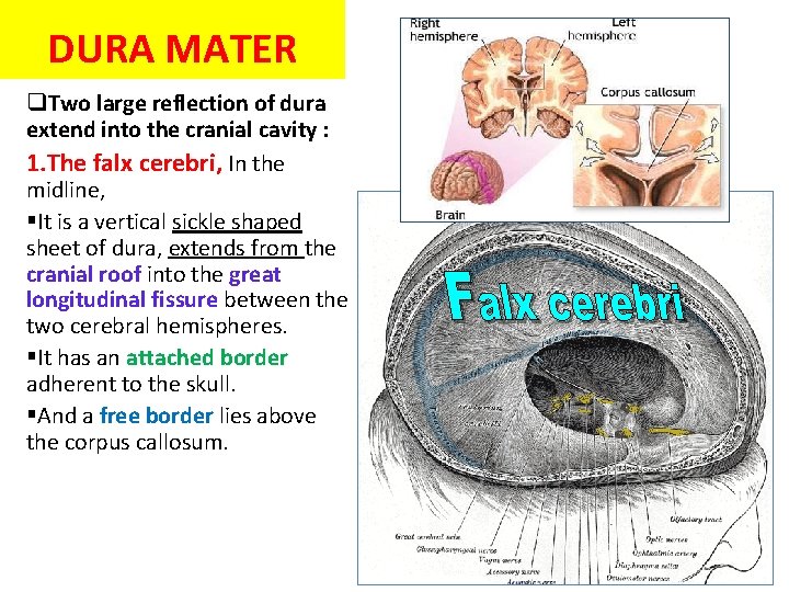 DURA MATER q. Two large reflection of dura extend into the cranial cavity :