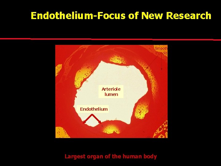Endothelium-Focus of New Research Arteriole lumen Endothelium Largest organ of the human body 