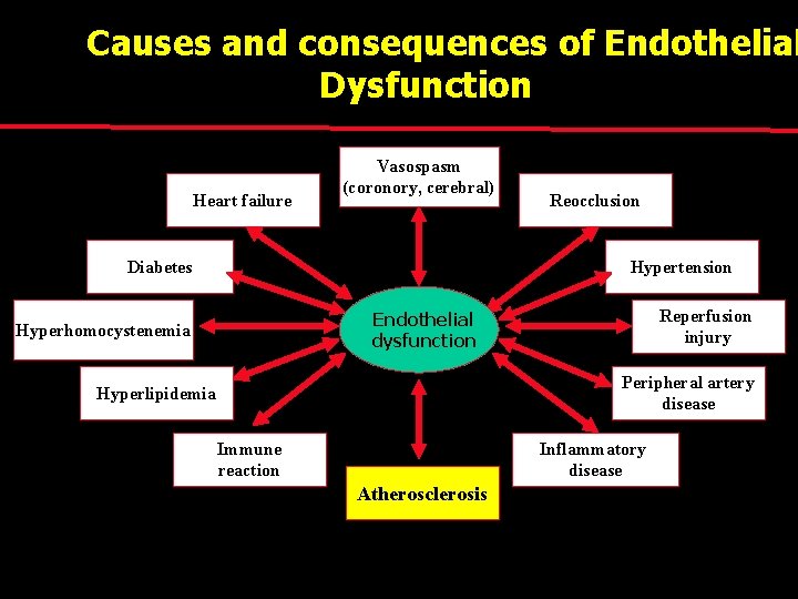 Causes and consequences of Endothelial Dysfunction Heart failure Vasospasm (coronory, cerebral) Diabetes Reocclusion Hypertension