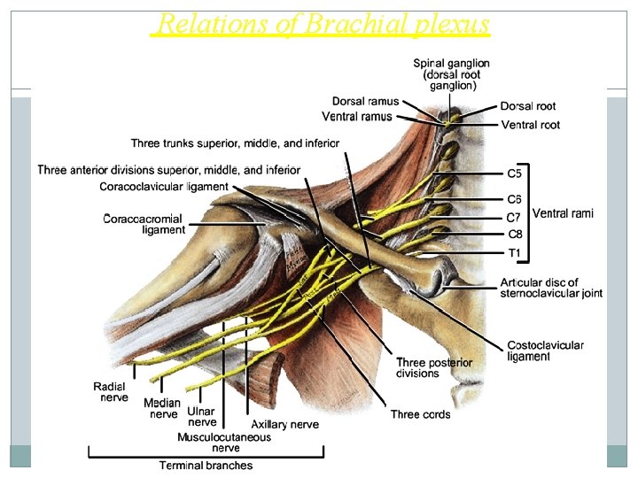 Relations of Brachial plexus 