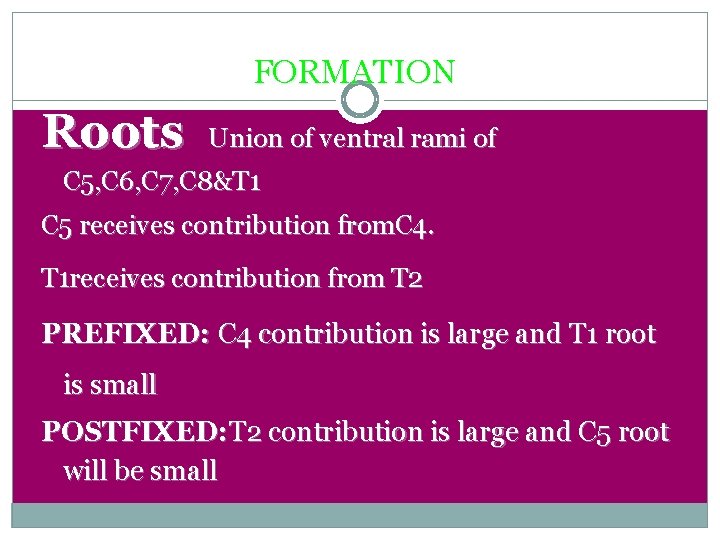 FORMATION. Roots Union of ventral rami of C 5, C 6, C 7, C