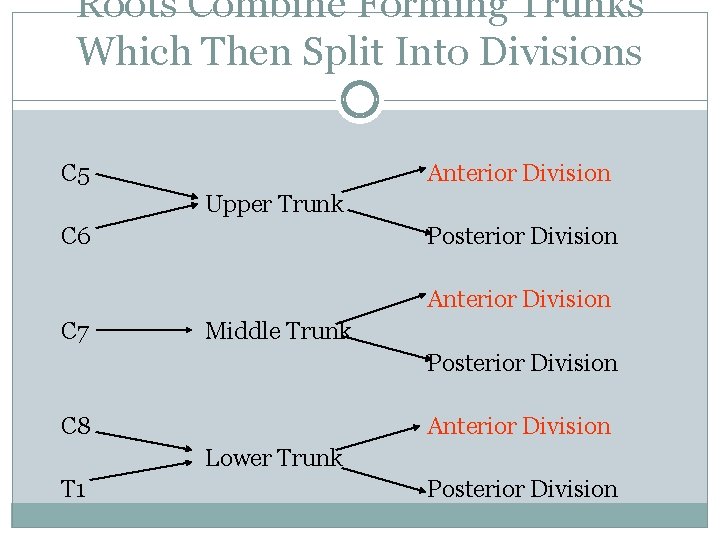Roots Combine Forming Trunks Which Then Split Into Divisions C 5 Anterior Division Upper