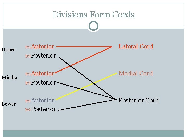 Divisions Form Cords Upper Middle Lower Anterior Lateral Cord Posterior Anterior Medial Cord Posterior