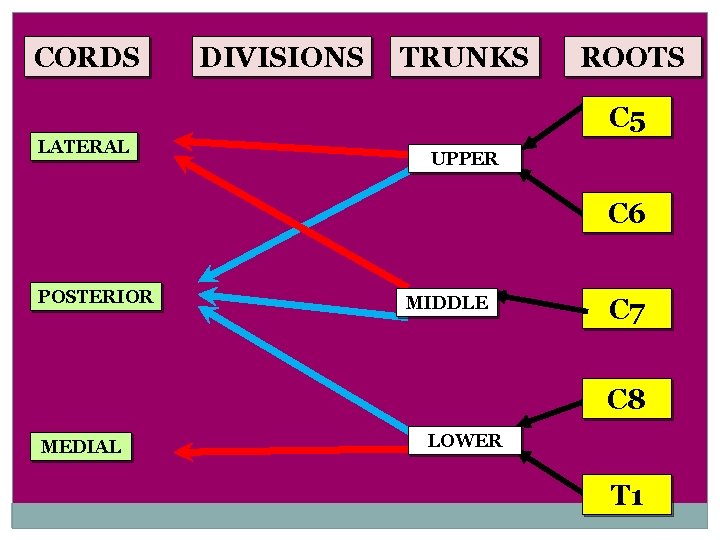 CORDS DIVISIONS TRUNKS ROOTS C 5 LATERAL UPPER C 6 POSTERIOR MIDDLE C 7