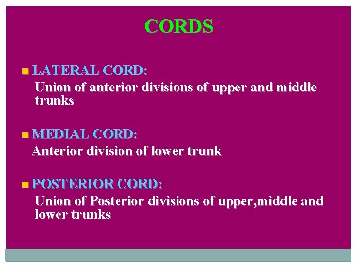 CORDS LATERAL CORD: Union of anterior divisions of upper and middle trunks MEDIAL CORD: