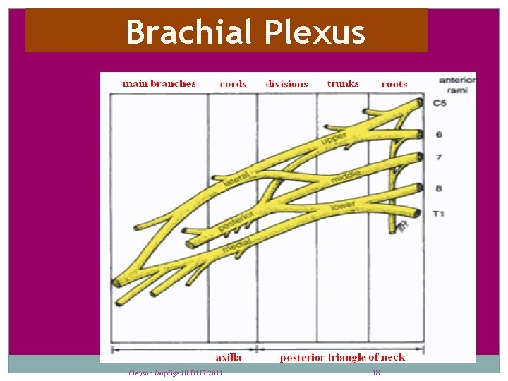 Brachial Plexus Cleyson Mupfiga HUB 117 2011 18 