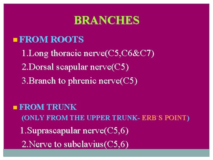 BRANCHES FROM ROOTS 1. Long thoracic nerve(C 5, C 6&C 7) 2. Dorsal scapular