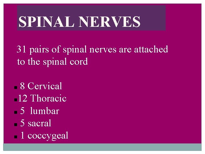 SPINAL NERVES 31 pairs of spinal nerves are attached to the spinal cord 8