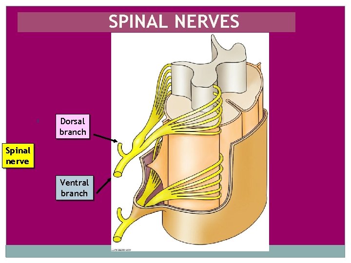 SPINAL NERVES Dorsal branch Spinal nerve Ventral branch 