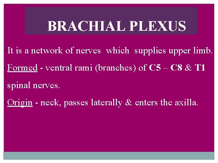 BRACHIAL PLEXUS It is a network of nerves which supplies upper limb. Formed -