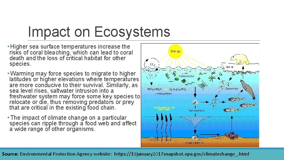 Impact on Ecosystems • Higher sea surface temperatures increase the risks of coral bleaching,