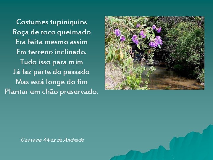 Costumes tupiniquins Roça de toco queimado Era feita mesmo assim Em terreno inclinado. Tudo