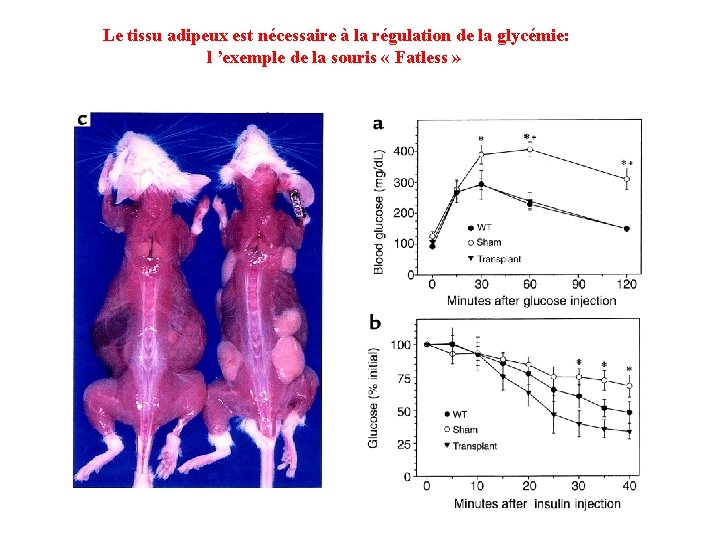 Le tissu adipeux est nécessaire à la régulation de la glycémie: l ’exemple de