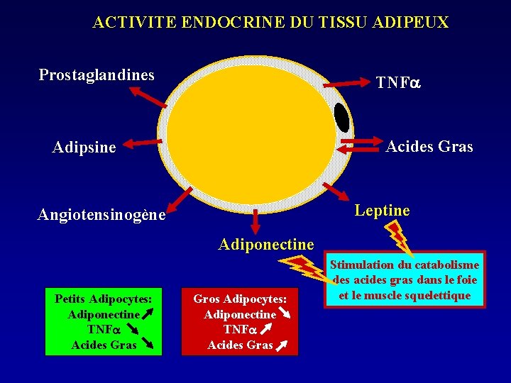 ACTIVITE ENDOCRINE DU TISSU ADIPEUX Prostaglandines TNF Acides Gras Adipsine Leptine Angiotensinogène Adiponectine Petits