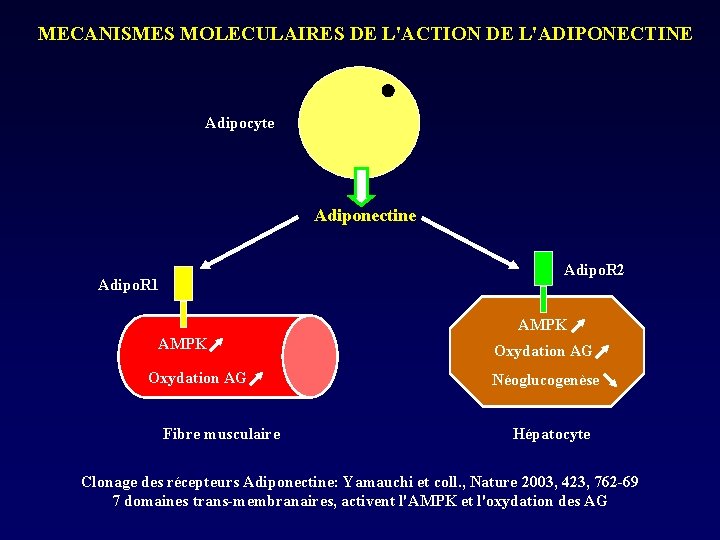 MECANISMES MOLECULAIRES DE L'ACTION DE L'ADIPONECTINE Adipocyte Adiponectine Adipo. R 2 Adipo. R 1