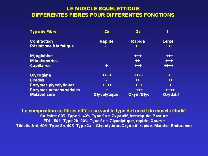 LE MUSCLE SQUELETTIQUE: DIFFERENTES FIBRES POUR DIFFERENTES FONCTIONS Type de Fibre Contraction Résistance à