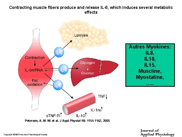 Contracting muscle fibers produce and release IL-6, which induces several metabolic effects Autres Myokines: