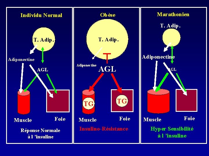 Marathonien Obèse Individu Normal T. Adip. Adiponectine AGL TG Muscle Foie Réponse Normale à