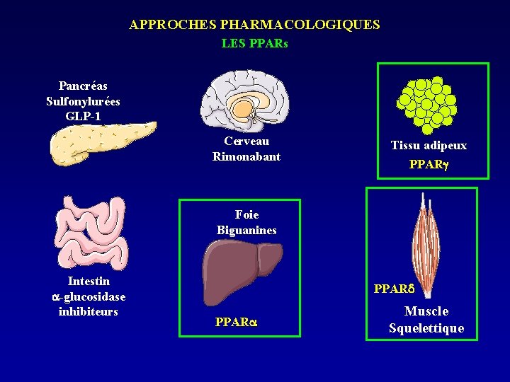 APPROCHES PHARMACOLOGIQUES LES PPARs Pancréas Sulfonylurées GLP-1 Cerveau Rimonabant Tissu adipeux PPAR Foie Biguanines