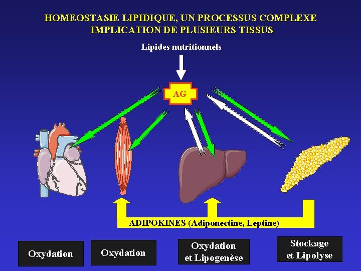 HOMEOSTASIE LIPIDIQUE, UN PROCESSUS COMPLEXE IMPLICATION DE PLUSIEURS TISSUS Lipides nutritionnels AG Heart ADIPOKINES