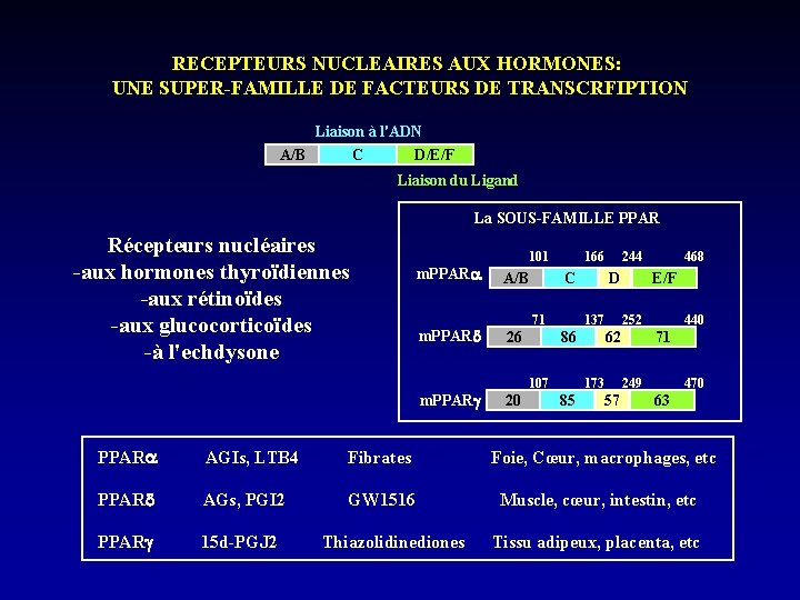 RECEPTEURS NUCLEAIRES AUX HORMONES: UNE SUPER-FAMILLE DE FACTEURS DE TRANSCRFIPTION Liaison à l'ADN A/B