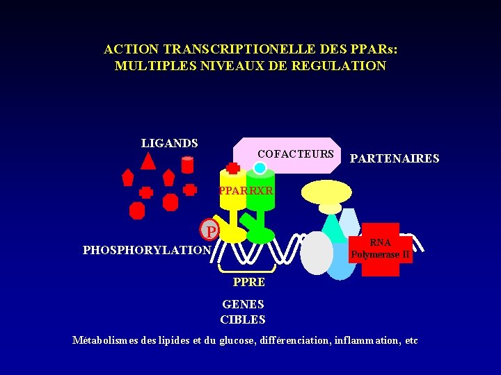 ACTION TRANSCRIPTIONELLE DES PPARs: MULTIPLES NIVEAUX DE REGULATION LIGANDS COFACTEURS PARTENAIRES PPAR RXR P