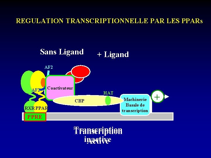 REGULATION TRANSCRIPTIONNELLE PAR LES PPARs Sans Ligand + Ligand AF 2 Corepresseur Coactivateur HAT