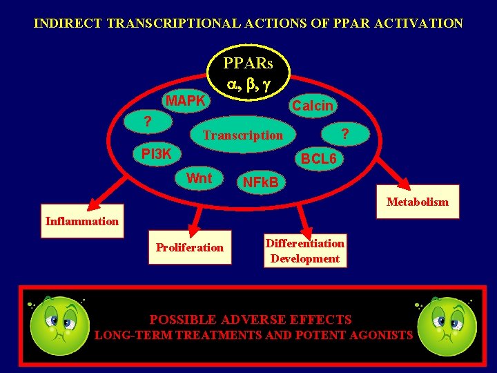 INDIRECT TRANSCRIPTIONAL ACTIONS OF PPAR ACTIVATION PPARs , b, MAPK ? Calcin ? Transcription