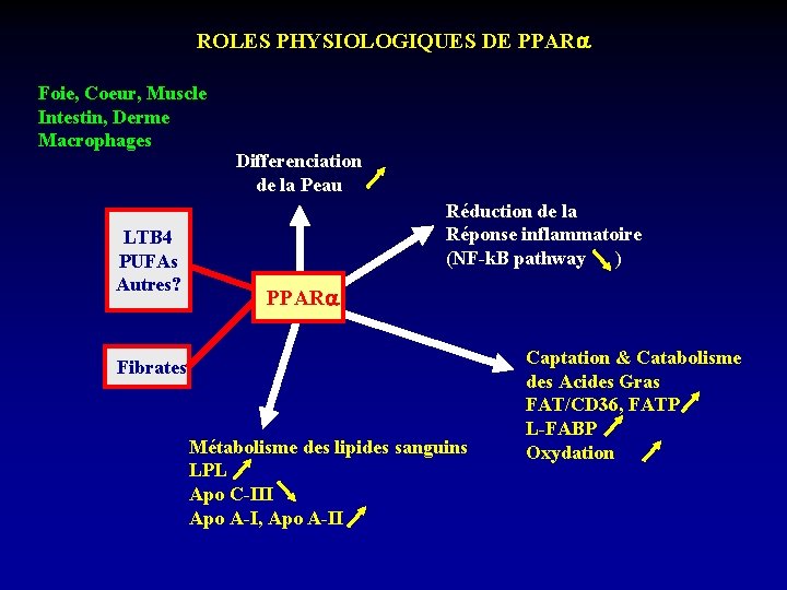 ROLES PHYSIOLOGIQUES DE PPAR Foie, Coeur, Muscle Intestin, Derme Macrophages LTB 4 PUFAs Autres?