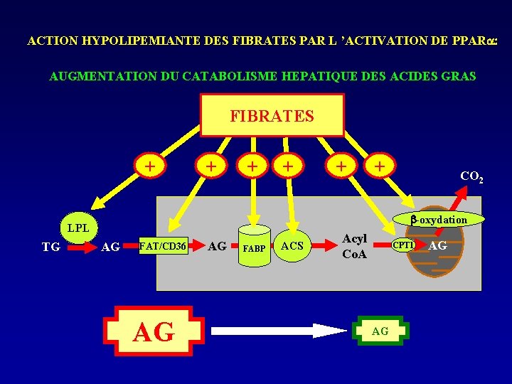 ACTION HYPOLIPEMIANTE DES FIBRATES PAR L ’ACTIVATION DE PPAR : AUGMENTATION DU CATABOLISME HEPATIQUE