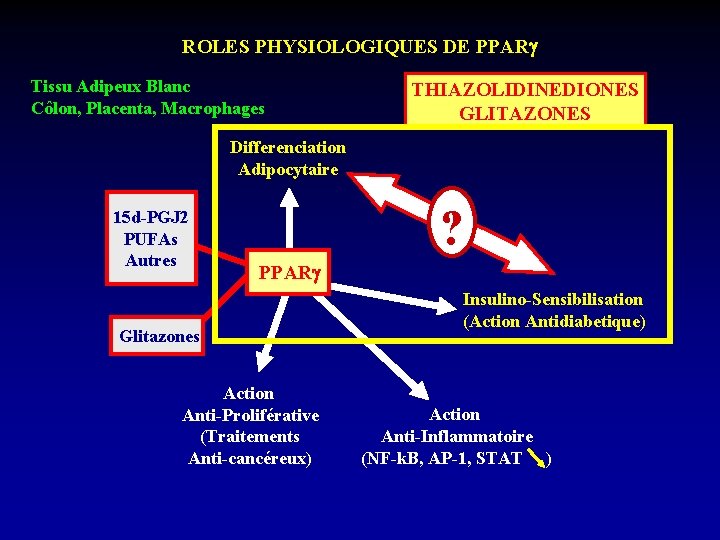 ROLES PHYSIOLOGIQUES DE PPAR Tissu Adipeux Blanc Côlon, Placenta, Macrophages THIAZOLIDINEDIONES GLITAZONES Differenciation Adipocytaire