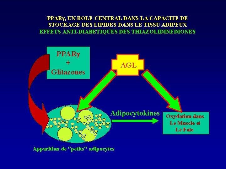 PPAR , UN ROLE CENTRAL DANS LA CAPACITE DE STOCKAGE DES LIPIDES DANS LE