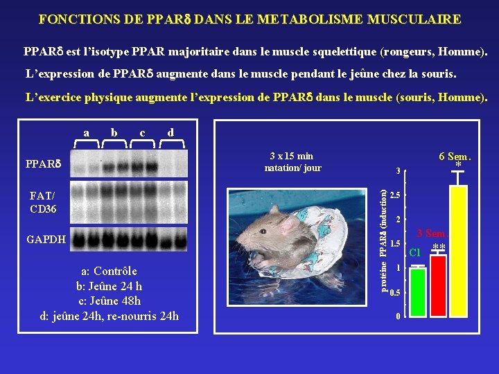 FONCTIONS DE PPAR DANS LE METABOLISME MUSCULAIRE PPAR est l’isotype PPAR majoritaire dans le