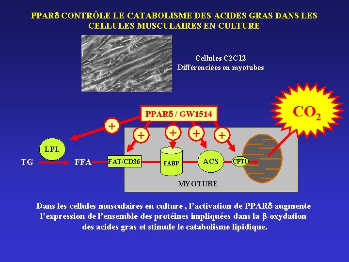 PPAR CONTRÔLE LE CATABOLISME DES ACIDES GRAS DANS LES CELLULES MUSCULAIRES EN CULTURE Cellules