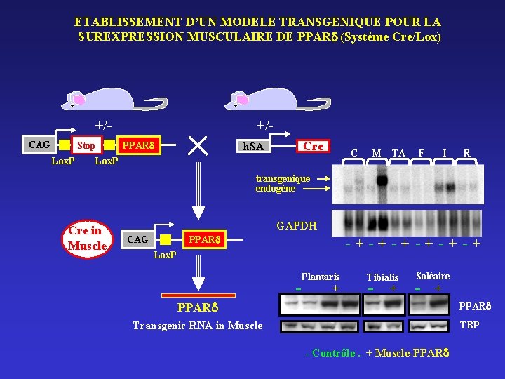 ETABLISSEMENT D’UN MODELE TRANSGENIQUE POUR LA SUREXPRESSION MUSCULAIRE DE PPAR (Système Cre/Lox) +/CAG Stop