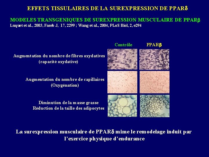 EFFETS TISSULAIRES DE LA SUREXPRESSION DE PPAR MODELES TRANSGENIQUES DE SUREXPRESSION MUSCULAIRE DE PPARb