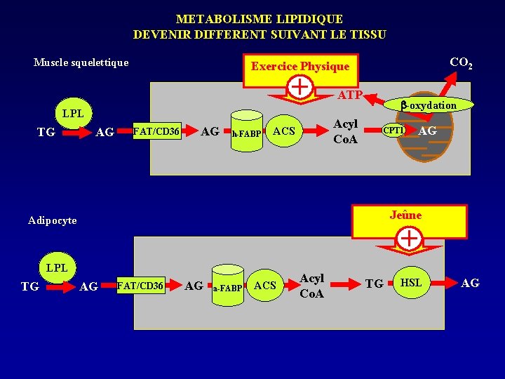 METABOLISME LIPIDIQUE DEVENIR DIFFERENT SUIVANT LE TISSU Muscle squelettique + LPL TG AG CO