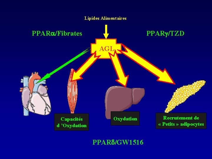 Lipides Alimentaires PPAR /Fibrates PPAR /TZD AGL Capacités d ’Oxydation PPAR /GW 1516 Recrutement