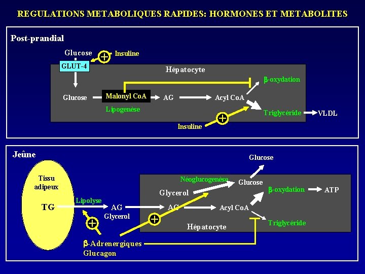 REGULATIONS METABOLIQUES RAPIDES: HORMONES ET METABOLITES Post-prandial Glucose GLUT-4 + Insuline Hépatocyte b-oxydation Malonyl