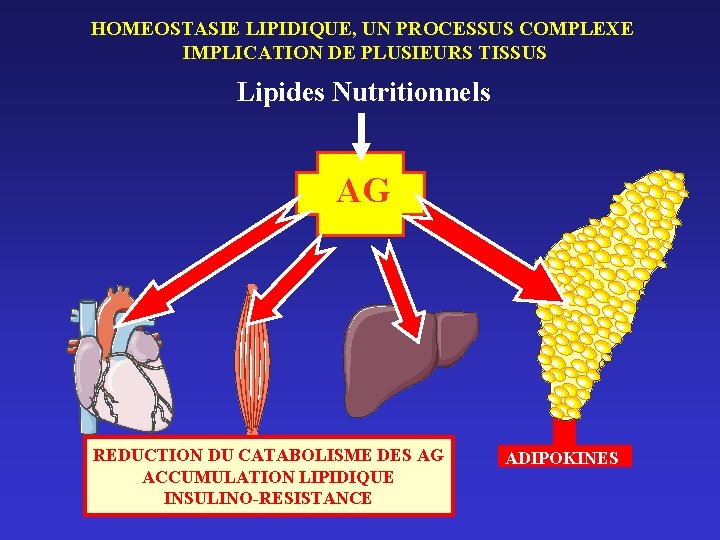 HOMEOSTASIE LIPIDIQUE, UN PROCESSUS COMPLEXE IMPLICATION DE PLUSIEURS TISSUS Lipides Nutritionnels AG Heart REDUCTION