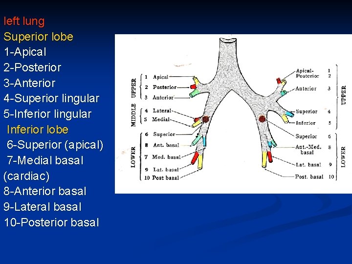 left lung Superior lobe 1 -Apical 2 -Posterior 3 -Anterior 4 -Superior lingular 5