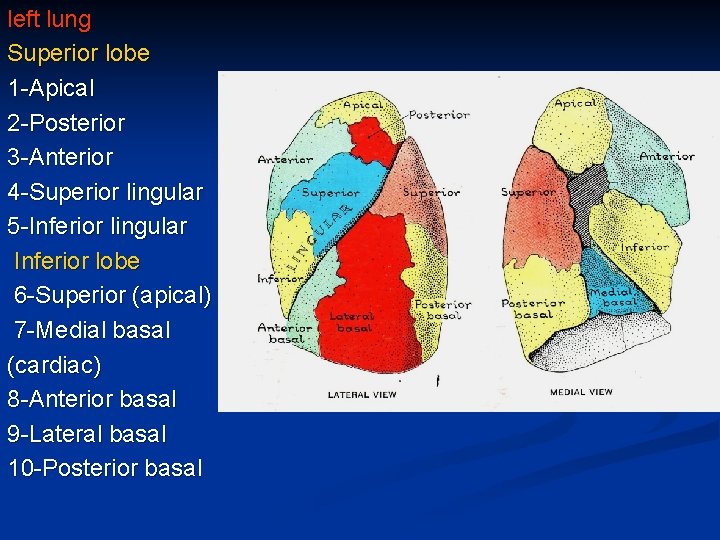 left lung Superior lobe 1 -Apical 2 -Posterior 3 -Anterior 4 -Superior lingular 5