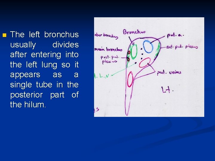 n The left bronchus usually divides after entering into the left lung so it