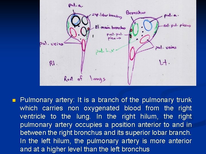 n Pulmonary artery: It is a branch of the pulmonary trunk which carries non